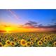 2000 Piece Sunflowers Flower Sea Sunset Landscape Adults Games Papery Jigsaw Puzzles Toys Family Photo Frame Gifts 70x100CM