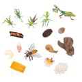 FAVOMOTO 16 Sets Insect Model Miniature Model Life Cycle of a Insect Figurines Life Cycle Animal Life Stages Figures Forest Animal Life Cycle Miniatures Evolution Model Toy Bee Plastic