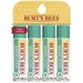 Medicated Lip Balm Stocking .. Stuffer Burt s Bees Moisturizing .. Lip Care Holiday Gift .. for Dry Chapped Lips .. All Natural with Menthol .. & Eucalyptus (4 Pack)