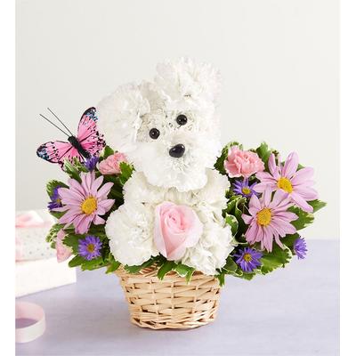 1-800-Flowers Seasonal Gift Delivery Precious Pup