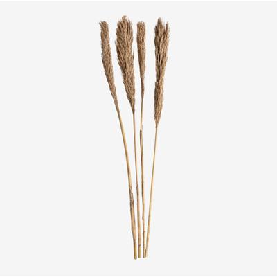 Sklum - 4er Pack dekorative Trockenzweige von Pampy Braun Weizen Image
