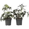 Sambucus nigra 'Black Lace' - Set de 2 - Pot 17cm - Hauteur 25-40cm