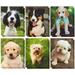 12 Pack Puppy 2 Pocket Folders Letter Size Dog Folders With Pockets 12X9.5 In