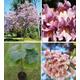 Pink Empress Tree | Paulownia Elongata 100+ Fresh Seeds Same Day Dispatch