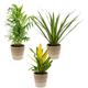 Bloomique - 3x Mélange de plantes d'intérieur tropicales Incl. Panier en jute – Purificateur d'air