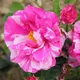 Carbeth Plants Rose Bush 'mundi' - Bi-Coloured Semi Double Rose Bush In 3 Litre Pot