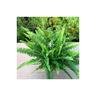 Peragashop - 1 pianta di felce comune green lady vaso 21CM