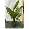 Peragashop - 1 pianta di aspidistra elatior vaso 14CM