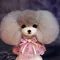 Grooming Modell Hund Teddy bär kopf Mannequin für Pet Goomers trimmen praxis/1Teddy kopf mit 1 kopf