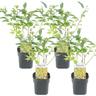 Forsythia intermedia 'Minigold' - Set de 4 - Pot 17cm - Hauteur 25-40cm - Jaune