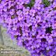 Aubrieta 'Cascade Blue'