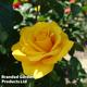 Rose 'Mellgold' (Shrub Rose)