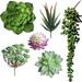 6 Pcs Artificial Succulents Different Kinds Assorted Faux Succulent Plants Unpotted Fake Succulents Artificial Hanging Plants String of Pearls Plant for Wedding Floral Home Decor