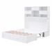 wtressa Murphy Bed w/ Bookcase in White | 64.8 H x 63.5 W x 83.1 D in | Wayfair YP0327-GX000339AAK