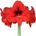 Amaryllis Red (1 Pack) - Bright Red Flowering Blooms for Indoors & Outdoor Gardens