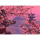 1000 Piece Jigsaw Puzzles YPF5 Cherry Blossoms Puzzles Spring Jigsaw Puzzle for Adult Puzzles for Adults 1000 Pieces Jigsaw Puzzles 1000 Pieces for Adults Jigsaw Puzzles 1000 Pieces Puzzles