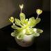 Cute Succulent Shaped Night Lights - Aesthetic Lamp and Artificial Potted Plant Gift for Home Decoration (Green).