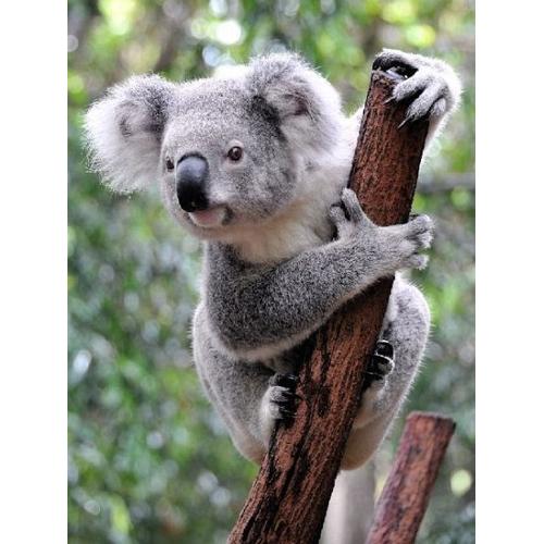 Lais Puzzle Koala Australien 500 Teile - Lais Systeme