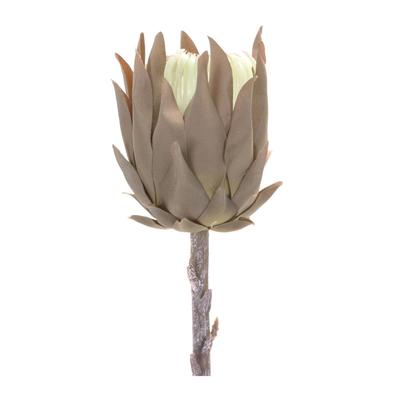 Beige Protea Stem (Set Of 6) by Melrose in Brown