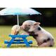 2000 Pieces Puzzle Cute Pig Craft Gift Classic Family Puzzle 70x100CM