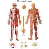 3B Scientific Anatomical Chart - nervous system chart sticky back