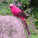 Fimeskey Sculptures & Statues Colorful Parrots Artificial Birds Model Outdoor Home Garden Tree Decor Home & Garden