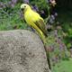 Fimeskey Sculptures & Statues Colorful Parrots Artificial Birds Model Outdoor Home Garden Tree Decor Home & Garden