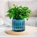 Succulent Hydroponic Plants Pot Self Watering Flowerpot Indoor Mini Planter Pots Tabletop Flower Pot Home Garden Bonsai Decor