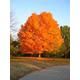 10 Sugar Maple Tree Seeds Acer Saccharum, Rock Maple. The Colour in Autumn Is Spectacular, Ranging From Bright Yellow Through Orange To Red