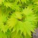 (10L) Acer Shirasawanum 'Jordan' | Japanese Maple Deciduous Garden Plant Tree In Pot