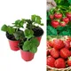 Carbeth Plants 3 X Strawberry Mixed Fruit Plants - Hardy Garden Bushes In 9Cm Pots - Grow Your Own