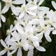 Gardeners Dream Clematis Armandii - Climbing Plant, Evergreen, Fast-Growing, Hardy (20-30Cm Height Including Pot)