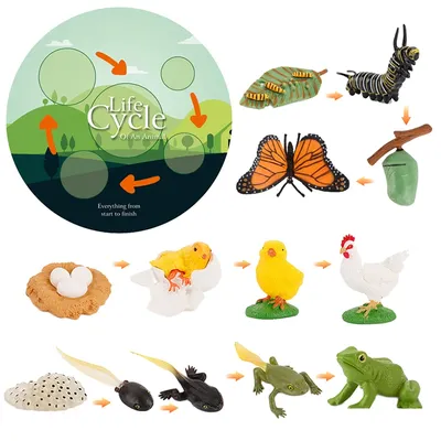 Simulation Life Cycle Animals Model Montessori Toy Children Insect Plant Growth Cycle Biology