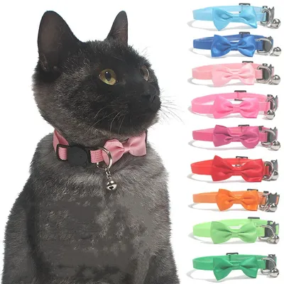 More+Pet+Supplies