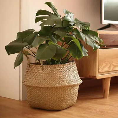 Flowers+Plants