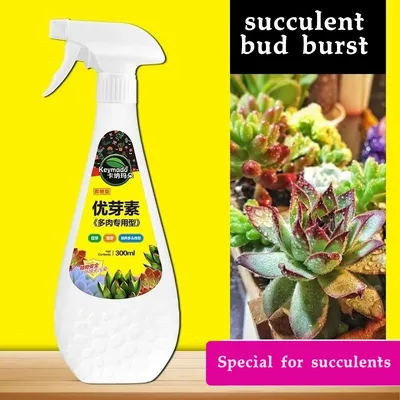 Succulent plant Eugenin promotes budding, dwarf fat, prevents leggy organic granules, succulent, and