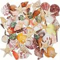 "100g Sea Shells Mixed Beach Seashells 9 Kinds 1.2""-3.5 ""various Sizes Natural Seashells And 2 Kinds Of Natural Starfish For Beach Themed Party Diy Crafts Fishtank Vase Fillers Home Wedding Decorations"