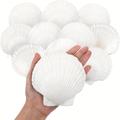 5pcs Artificial Sea Shells For Crafts Decoration Crafting White Scallop Shells, For Crafts Diy Painting Beaching Wedding Decoration, Beach Natural Scallop Shells