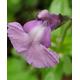 3x Salvia Regal Lilac plug plants ornamental perennial two tone purple flowers