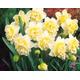 Daffodil bulbs ICE KING WHITE scented variety Hardy Perennial Spring Flowering Low maintenance Everlasting plants for garden Pots Tub Patio