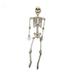 The Twillery Co.® Halloween Poseable Human Skeleton Props Party Decor Plastic | 35.43 H x 9.8 W x 4.9 D in | Wayfair