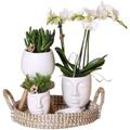 Colibri Orchidées - Set complet de plantes Face-2-Face blanc - Plantes vertes avec orchidée