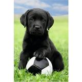 Jigsaw Puzzles Dog and Football Cute Animal 300 Piece Jigsaw Puzzle challenging and Stimulating Puzzle Game Wall Art Unique Gift.