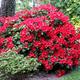 1 Rhododendron 'Scarlet Wonder' Evergreen Bushy Shrub Hardy Garden Plant In Pot