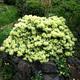 1 X Rhododendron 'Shamrock' Evergreen Bushy Shrub Hardy Garden Plant In Pot