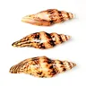 8-10CM Natural voluta Shell Fulgoraria Hamillei Seashells per la casa pezzi di arredamento per