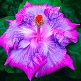 (2-Pack) Dinnerplate Hibiscus Fascination 10 seeds Sowing instruction in item description