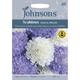 Johnsons Seeds - Pictorial Pack - Flower - Scabious Musical Prelude - 45 Seeds