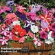 Thompson & Morgan Petunia Frenzy Mixed F1 72 Plug Plants - Summer Garden Colour, Ideal For Hanging Baskets