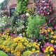Thompson & Morgan Mixed Summer Bedding Plant Collection - 144 Plug Plants - Ideal For Hanging Baskets And Patio Containers